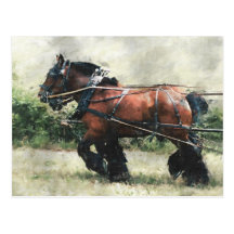 Draught   horses in harness postcard