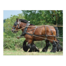 Draught   horses in harness postcard