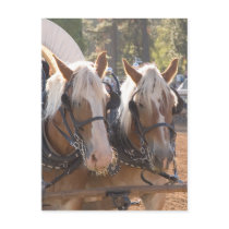 Draught   Horses Post Card