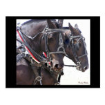 Draught   Horses Postcard #1