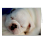 Dreaming English Bulldog Puppy Birthday Card