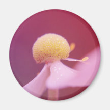 Dreaming In Pink Magnet