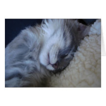 "Dreaming of You" Sleeping Kitten Card