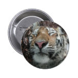 Dreaming Tiger Pinback Buttons