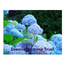 Dreams do come True! postcards Blue Hydrangea
