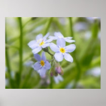 Dreamy Blue Forget Me Nots Print