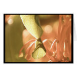 Dreamy Colours Card