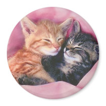 dreamy kittens magnet