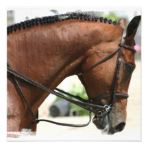 Dressage Horse Invitation
