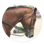 Dressage Horse Stickers
