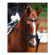Dressage Photograph