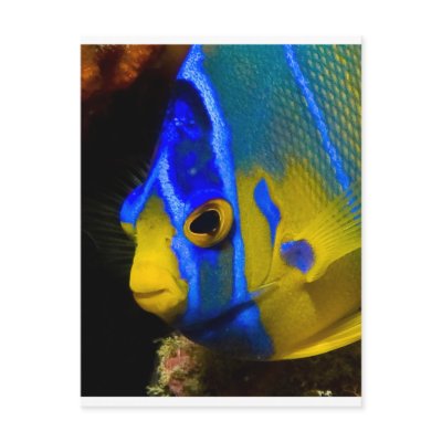 Dressed To Impress Postcard by innerworldimages