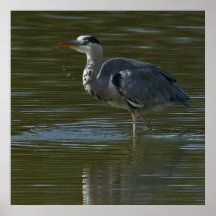 Dribbling Heron Print