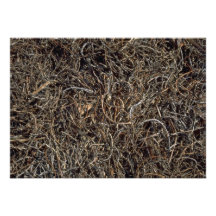 Dried beach vegetation, Trinidad Personalized Invite