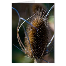 Dried Flower Cards