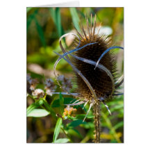 Dried flower greeting cards