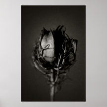 Dried Flower III Poster