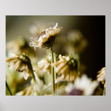 Dried Flowers #2 Poster
