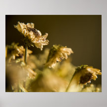 Dried Flowers Posters