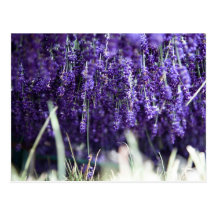 Dried Postcard