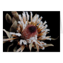 Dried Protea Blossom Card