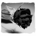 Dried Rose Photograph - Black & White