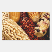 Dried up Fall Corn Rectangular Sticker