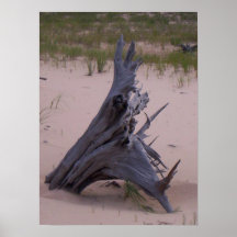 Drift Wood Posters