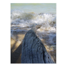Driftwood and waves post cards
