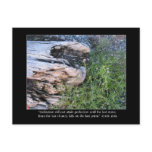 Driftwood and Zola Quote postcards