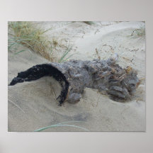 Driftwood Log One Posters