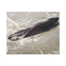 Driftwood on Sandy Beach Canvas Print