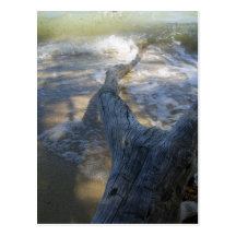 driftwood on shore postcard