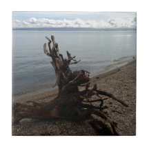 Driftwood on the Beach Ceramic Tiles