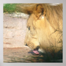 Drinking Lion Poster