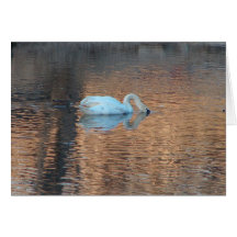 Drinking Swan Cards