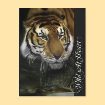 Drinking Tiger postcards