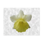 Dripping Daffodil Postcard