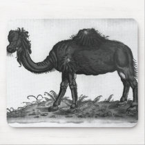 Dromedary, from 'Historial Animalium' Mousepads