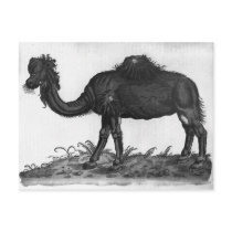Dromedary, from 'Historial Animalium' Post Cards