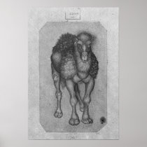 Dromedary, from the The Vallardi Album Posters