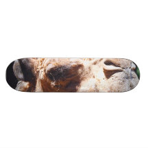 Dromedary One Hump Camel Face Closeup Skateboard