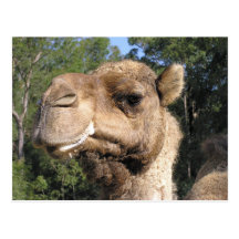 Drooling Camel Postcard