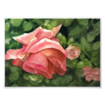 Drooping Rose - Floral Art Print Photo