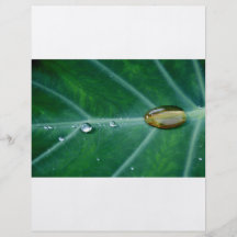 Drop of rain on a green leaf flyer