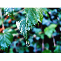 Drop Of Rain Photo Sculptures