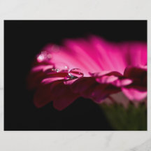 Drop of Water on Gerbera Flyers