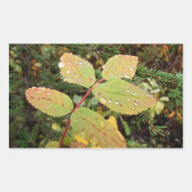 Drops of Autumn; No Text Stickers