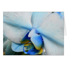 Drops on Blue Orchid Cards