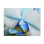 Drops on Blue Orchid - postcard